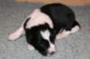 ilikeindy13daysold3_small.jpg