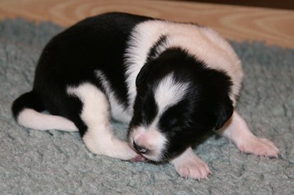 ilikeindy13daysold4.jpg
