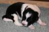 ilikeindy13daysold4_small.jpg