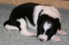 ilikeindy13daysold_small.jpg