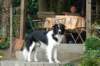 ilikeindy1year9monthsold3_small.jpg