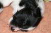 ilikeindy21daysold2_small.jpg