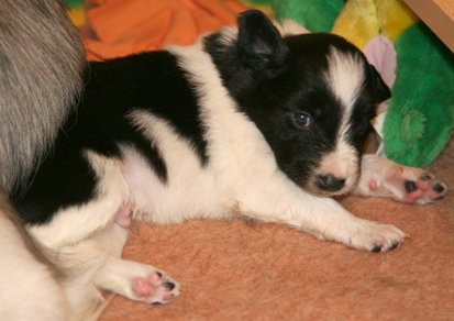 ilikeindy23daysold2.jpg