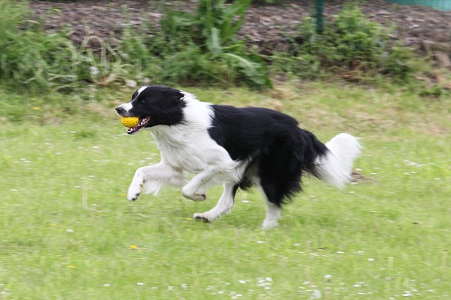 ilikeindy2years6monthsold.jpg