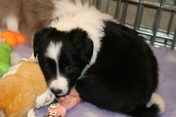 ilikeindy33daysold3.jpg