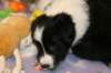 ilikeindy33daysold4_small.jpg