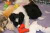 ilikeindy33daysold6_small.jpg