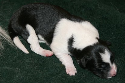 ilikeindy3daysold2.jpg