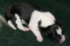 ilikeindy3daysold2_small.jpg