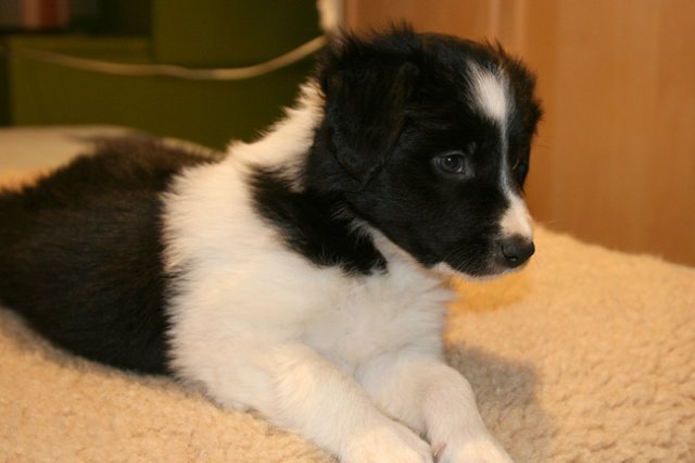 ilikeindy43daysold.jpg