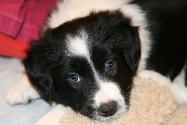 ilikeindy43daysold4.jpg