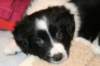 ilikeindy43daysold4_small.jpg