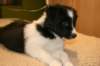 ilikeindy43daysold_small.jpg