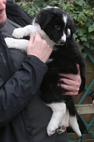 ilikeindy8weeksold2.jpg