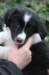 ilikeindy8weeksold_small.jpg