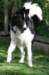 ilikeindy9monthsold_small.jpg