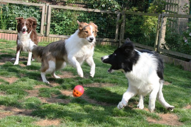 ilikeindy9monthsolddogs2.jpg