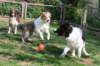 ilikeindy9monthsolddogs2_small.jpg