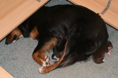 joypupsday4.jpg