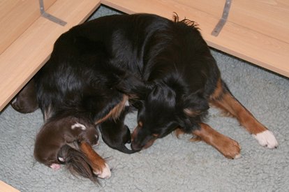 joypupsday5.jpg