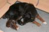 joypupsday5_small.jpg