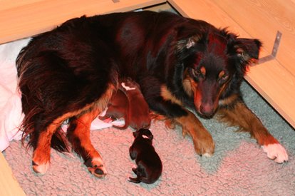 joypupsondayofbirth.jpg