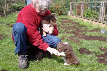 joyspups37daysold.jpg