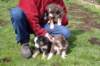 joyspups37daysold2_small.jpg