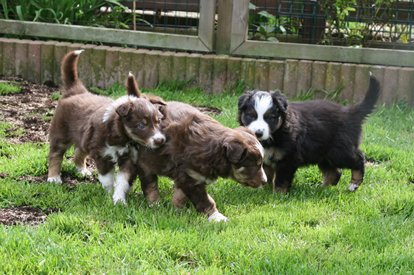 joyspups37daysold4.jpg