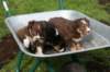 joyspups37daysoldinwheelbarrel2_small.jpg