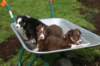 joyspups37daysoldinwheelbarrel3_small.jpg