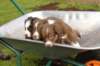 joyspups37daysoldinwheelbarrel_small.jpg