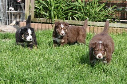 joyspups65weeksold3.jpg