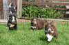 joyspups65weeksold4_small.jpg