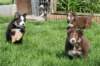 joyspups65weeksold5_small.jpg