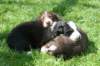 joyspupsday202_small.jpg