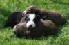 joyspupsday20_small.jpg