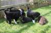 joyspupsday20follyspupsday421_small.jpg