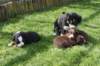 joyspupsday20hippieday422_small.jpg