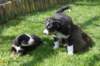 joyspupsday20hippieday42_small.jpg