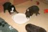 joyspupsfirstmealday182_small.jpg