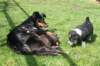joywithherpupsday20nellday42_small.jpg