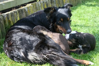 joywithpupsday202.jpg