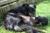 joywithpupsday202_small.jpg