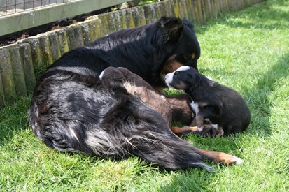 joywithpupsday203.jpg