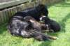 joywithpupsday203_small.jpg