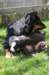 joywithpupsday20_small.jpg