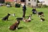 manydogsenjoyingvisitbyhappypups2_small.jpg