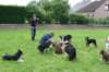 manydogsenjoyingvisitbyhappypups3_small.jpg