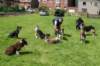 manydogsenjoyingvisitbyhappypups_small.jpg